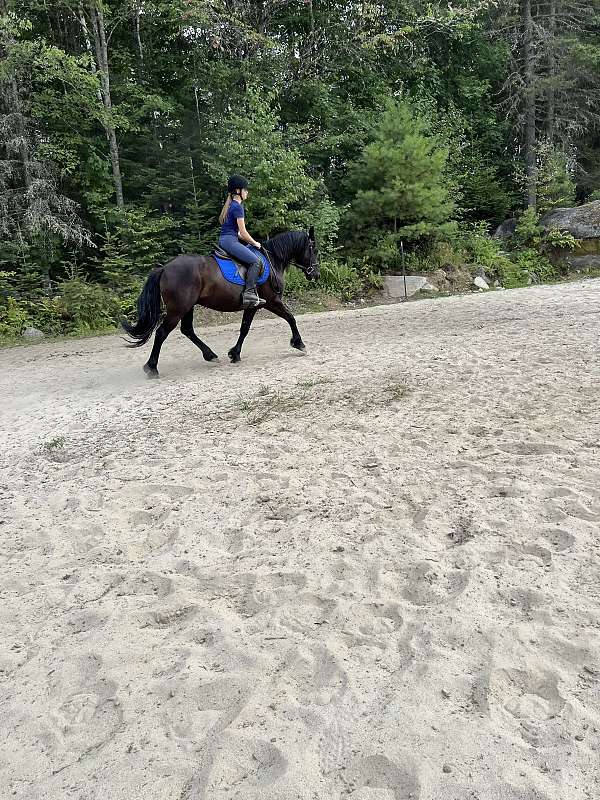 draft-friesian-horse
