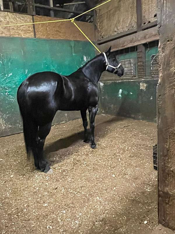 advance-paint-horse