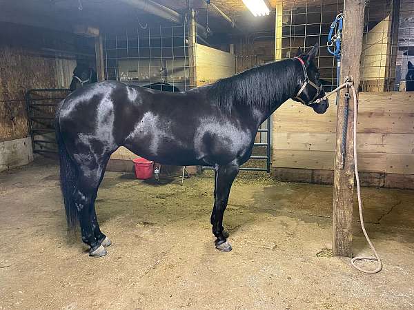 beginner-safe-paint-horse
