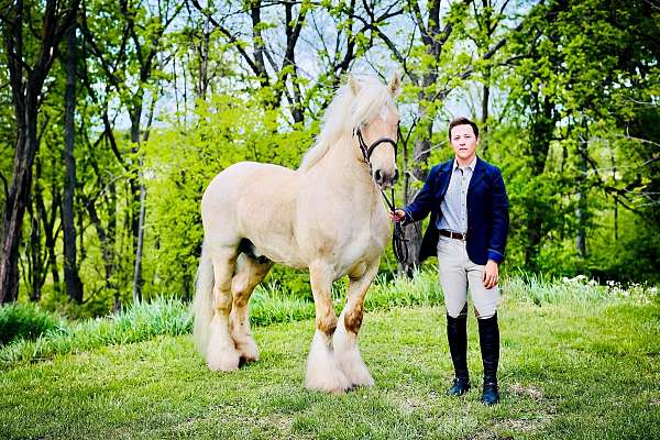 black-pearl-ee-prl-w20-horse