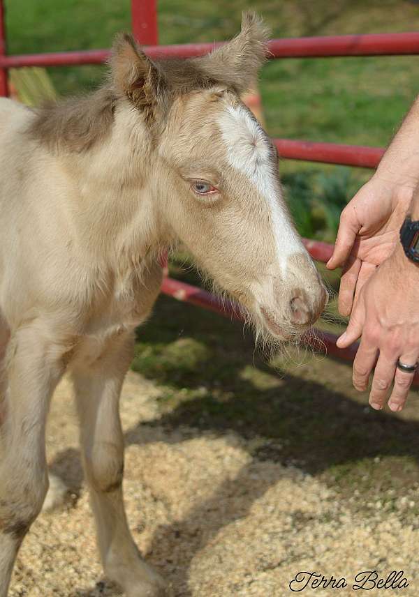 bred-mare-gypsy-vanner-horse