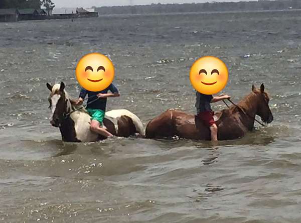 experienced-tennessee-walking-horse