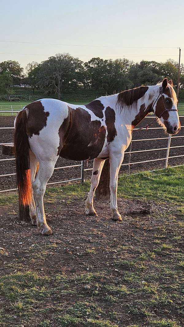 ridden-western-tennessee-walking-horse