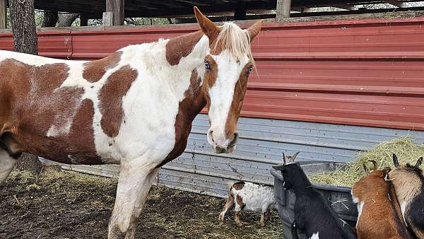 trail-tennessee-walking-horse