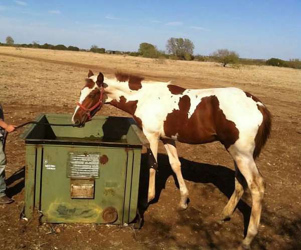 trail-riding-tennessee-walking-horse