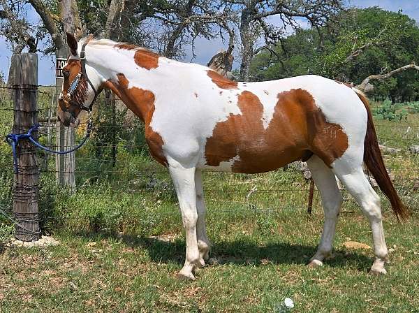 flashy-tennessee-walking-horse