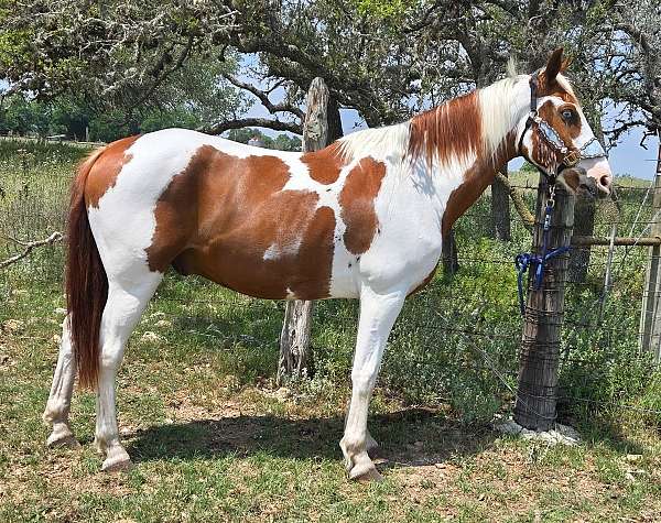 gaited-tennessee-walking-horse