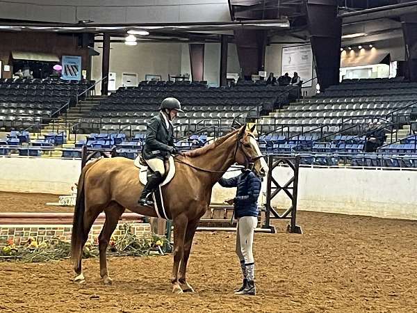 scopey-jumper-gelding
