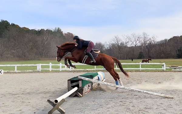 3-socks-horse