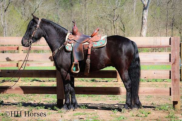gymkhana-fell-pony