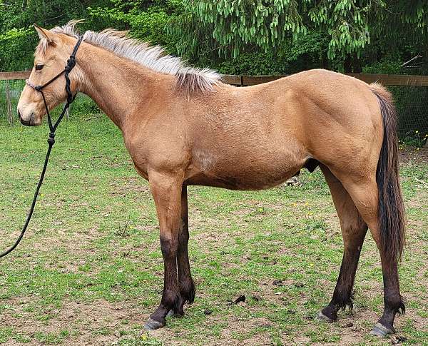 native-costume-appendix-horse