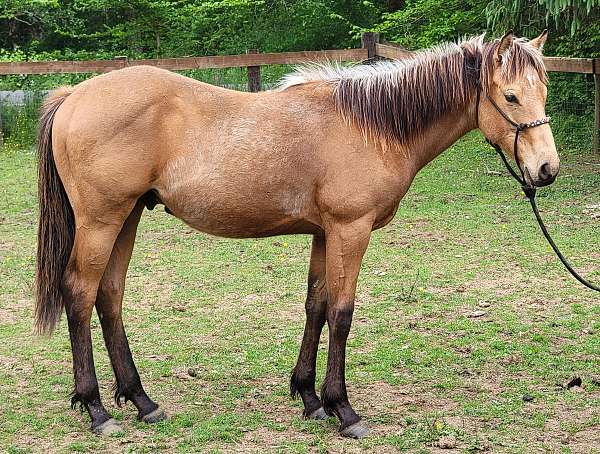 rodeo-pi-appendix-horse