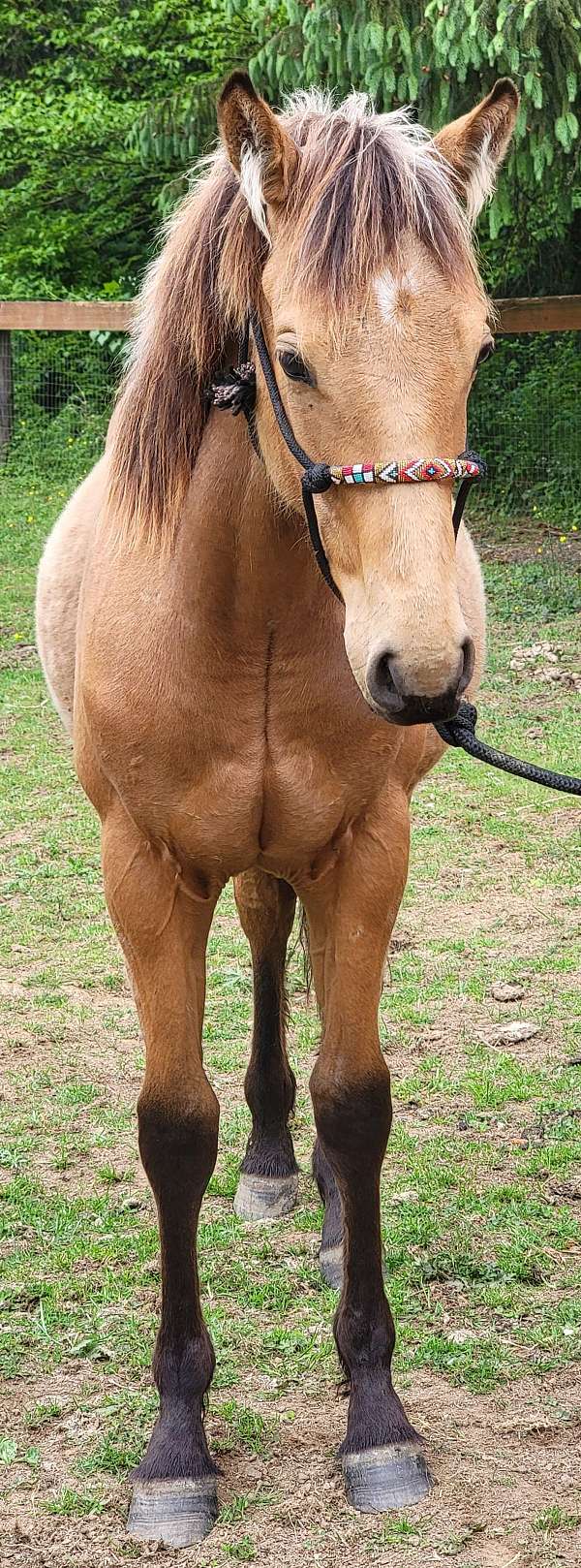 buckskin-rodeo-pi-horse