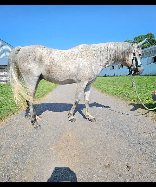 easy-loader-arabian-horse