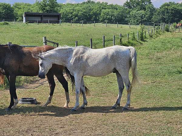 easy-to-load-arabian-horse