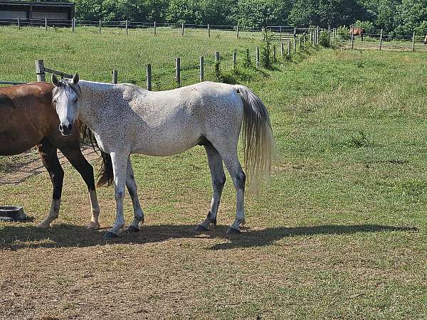 good-mind-arabian-horse