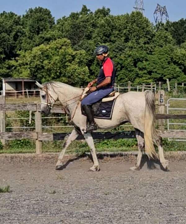 gorgeous-grey-arabian-horse
