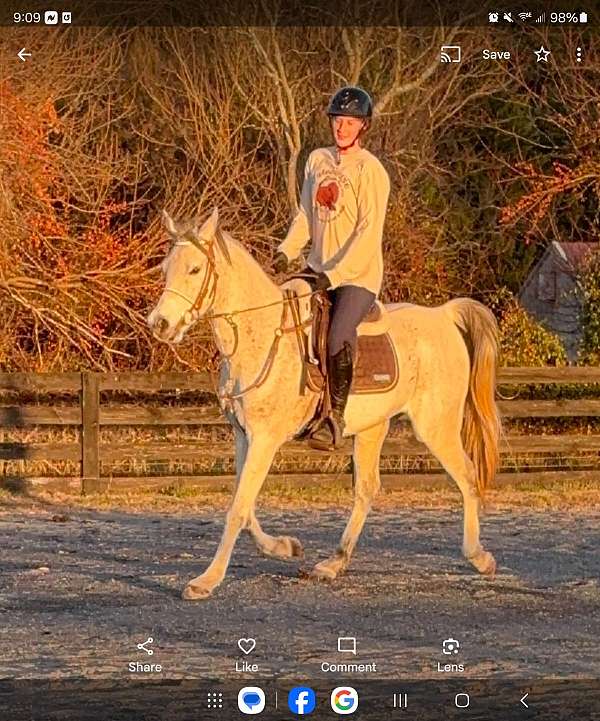 jazz-arabian-horse