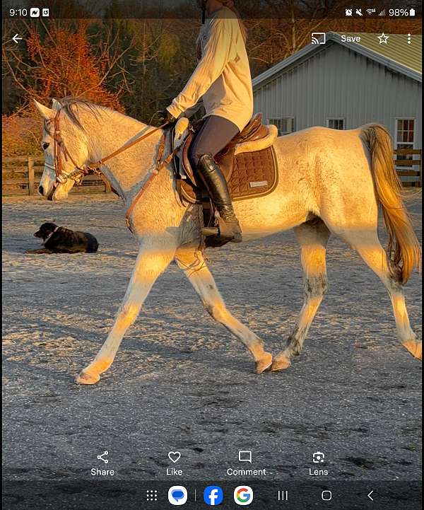 all-around-arabian-horse