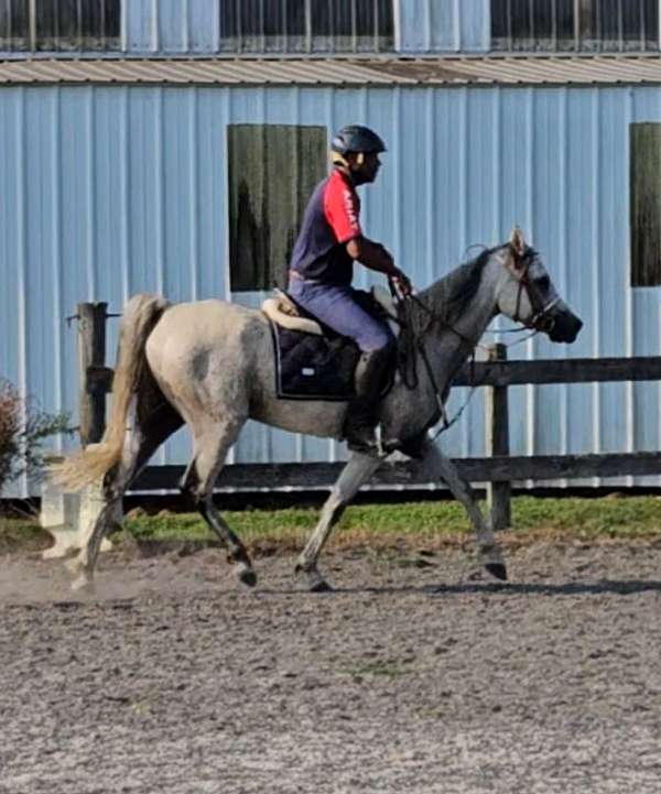 arabian-horse