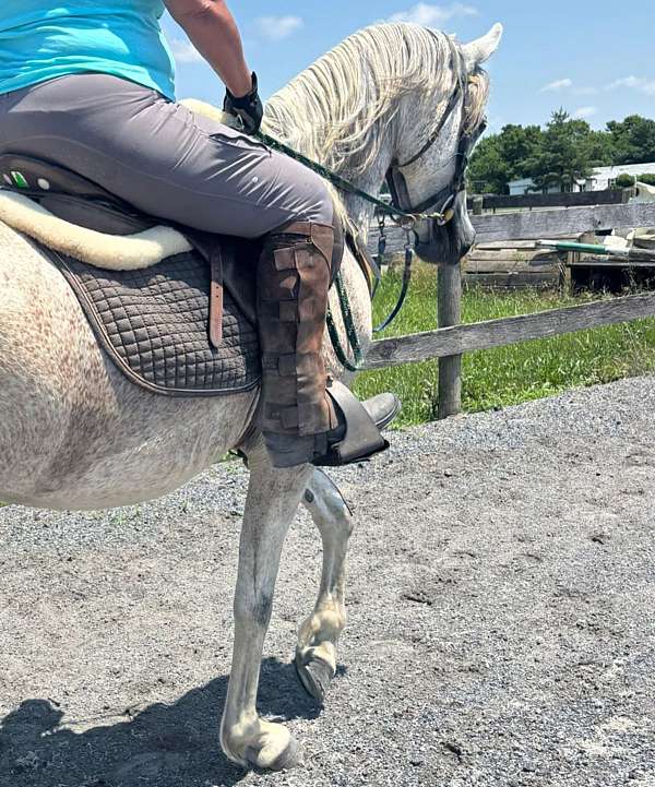 arabians-horse