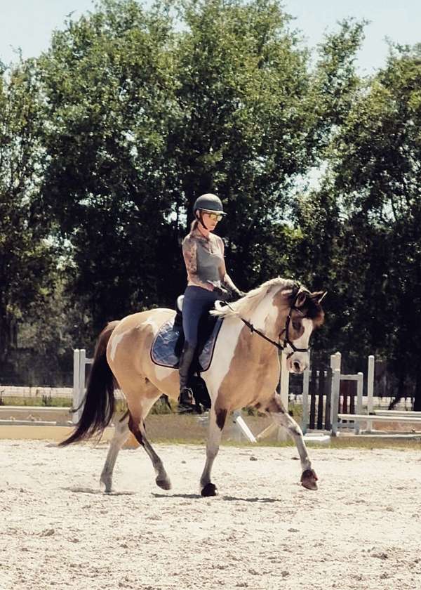 tobiano-westphalian