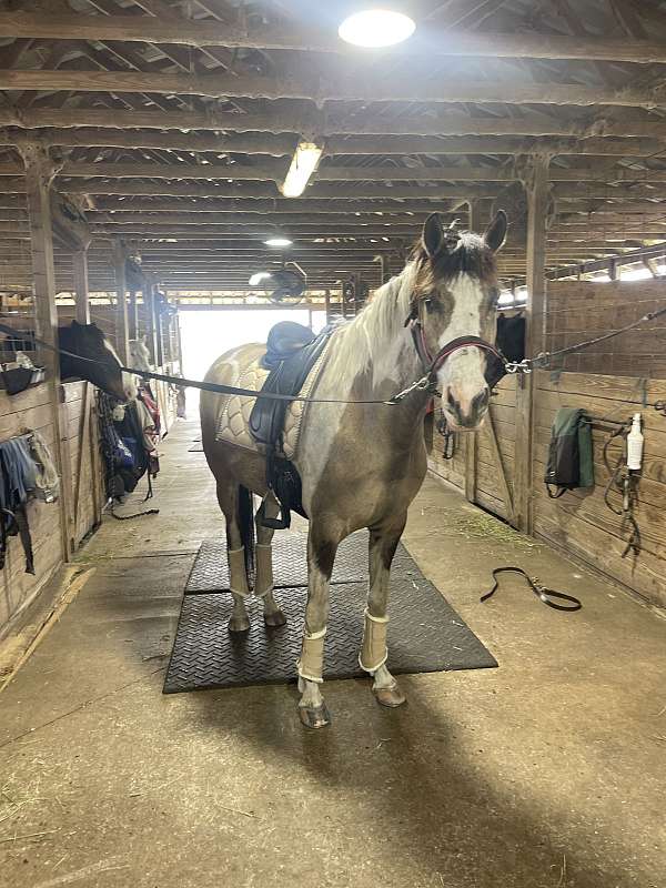 best-westphalian-horse