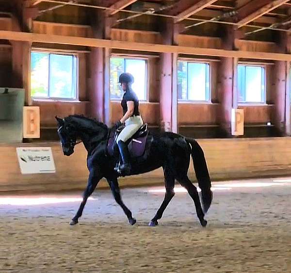 usdf-draft-mare