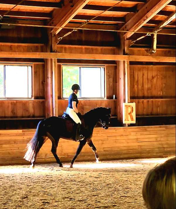 usdf-percheron-mare