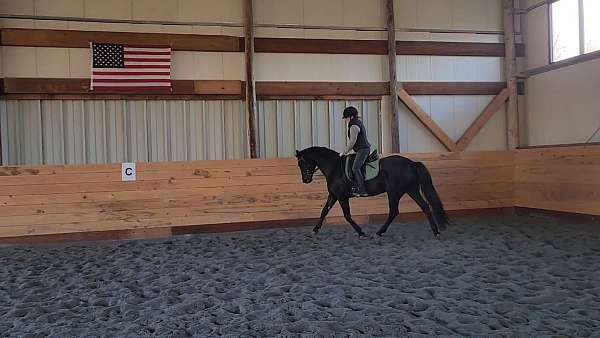 usdf-draft-horse