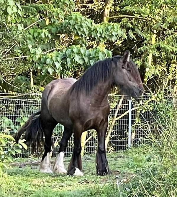 island-gypsy-vanner-horse