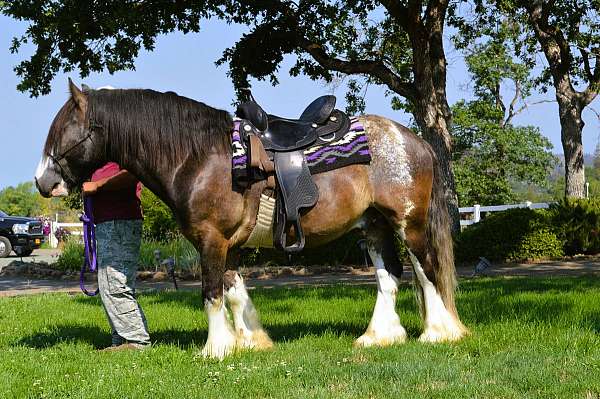 ship-gypsy-vanner-horse