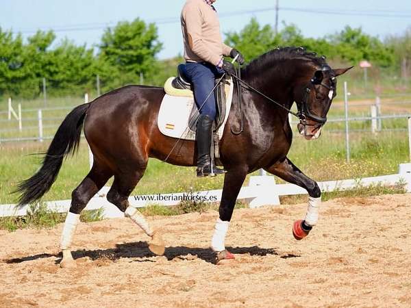lusitano-horse