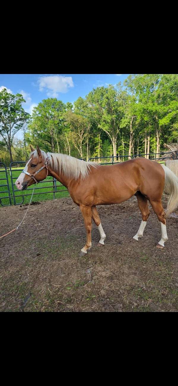 palomino-horse-for-sale