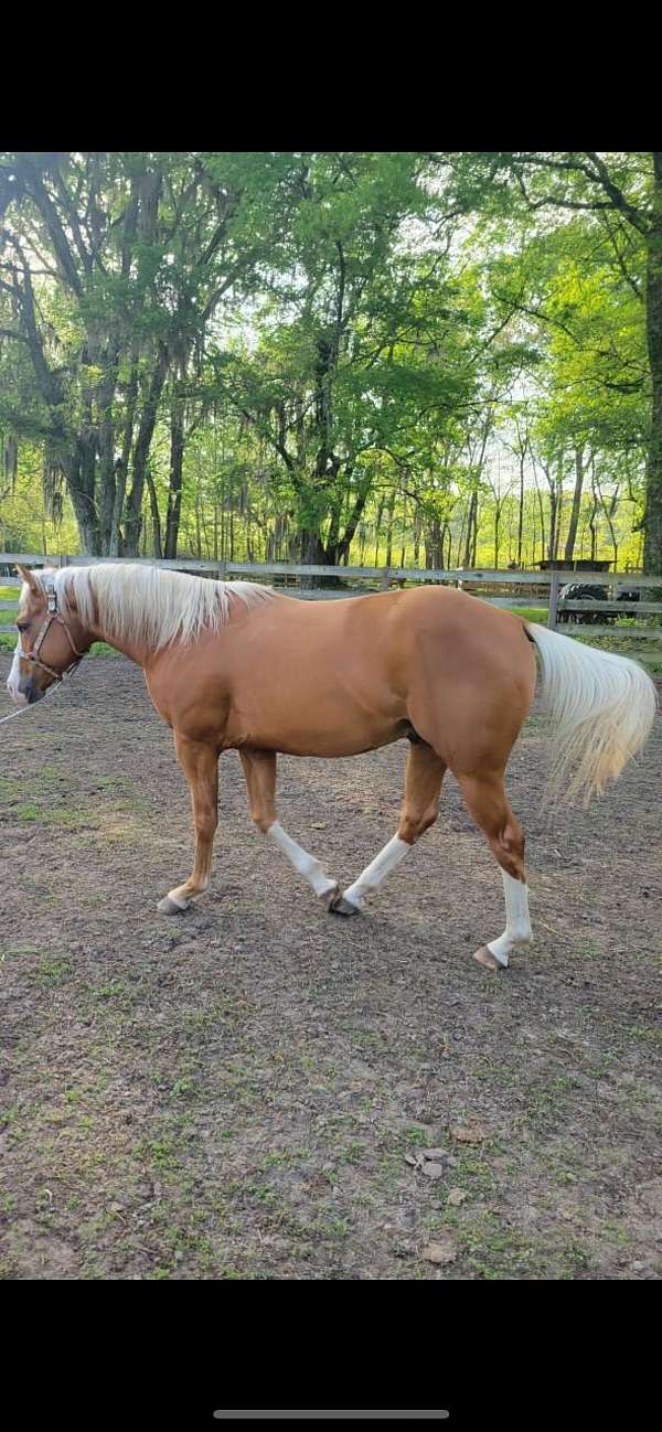 palomino-horse