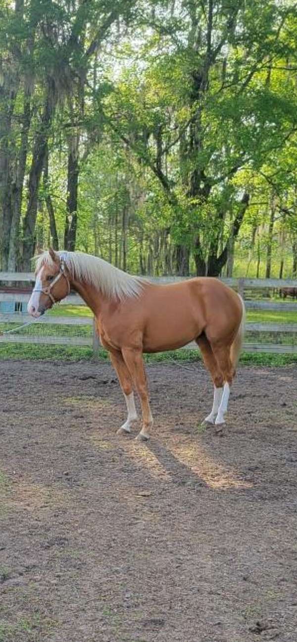 palomino-stallion