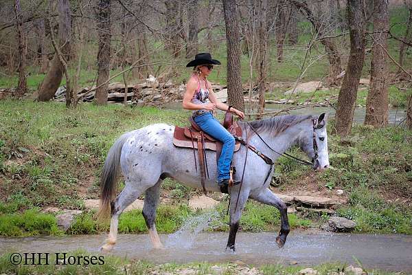 athletic-appaloosa-horse