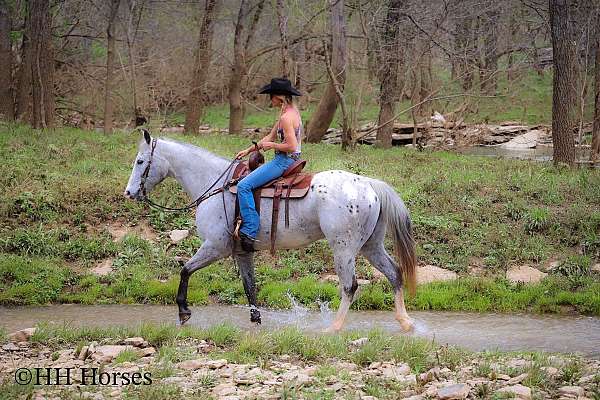 beginner-appaloosa-horse