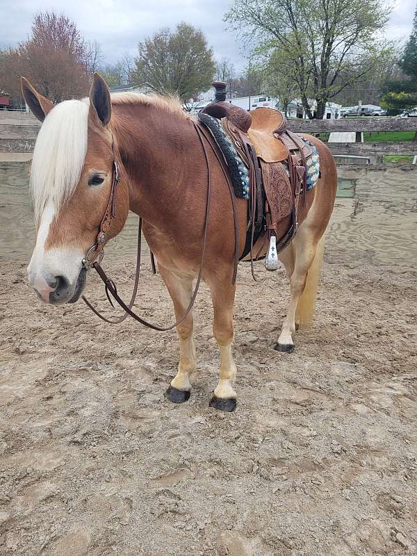 therapy-haflinger-horse