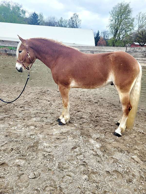 15-hand-haflinger-horse