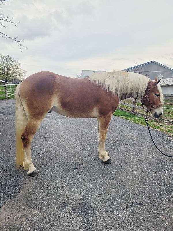 15-hand-haflinger-gelding