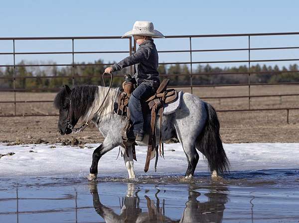 trail-pony