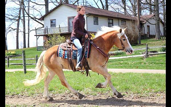 dressage-haflinger-horse