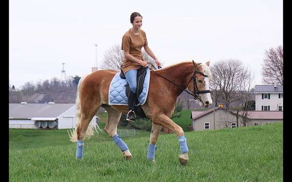 husband-safe-haflinger-horse