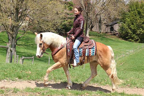 trail-haflinger-horse