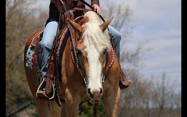 english-pleasure-haflinger-horse