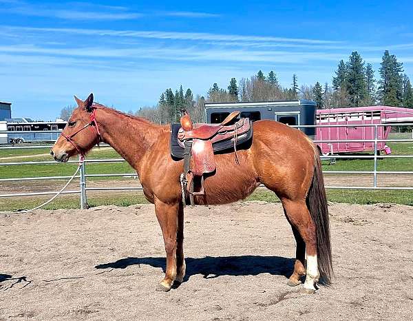 chestnut-aqha-mare