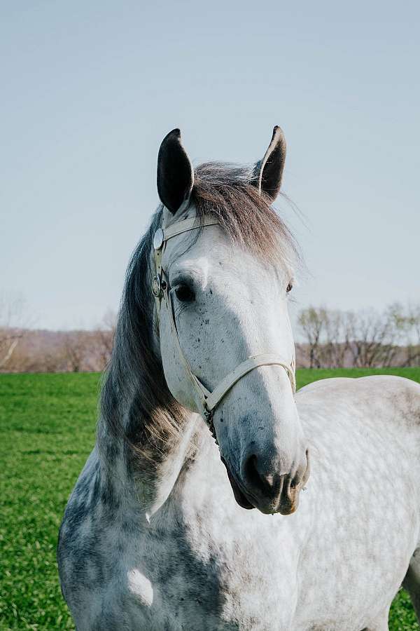 friendly-percheron-horse