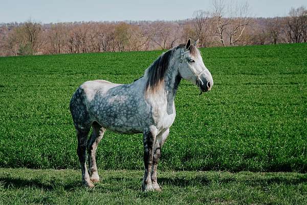 own-percheron-horse