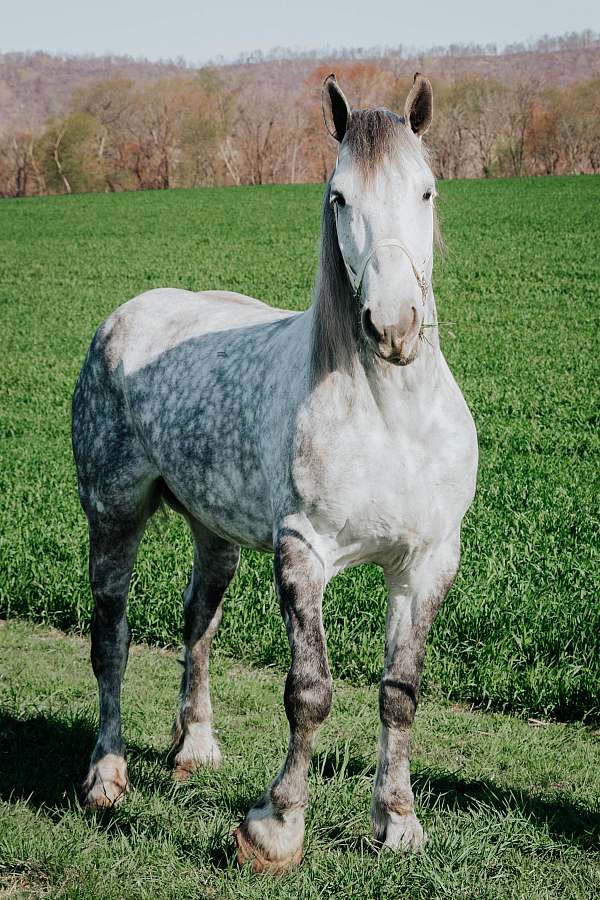 big-tall-mare
